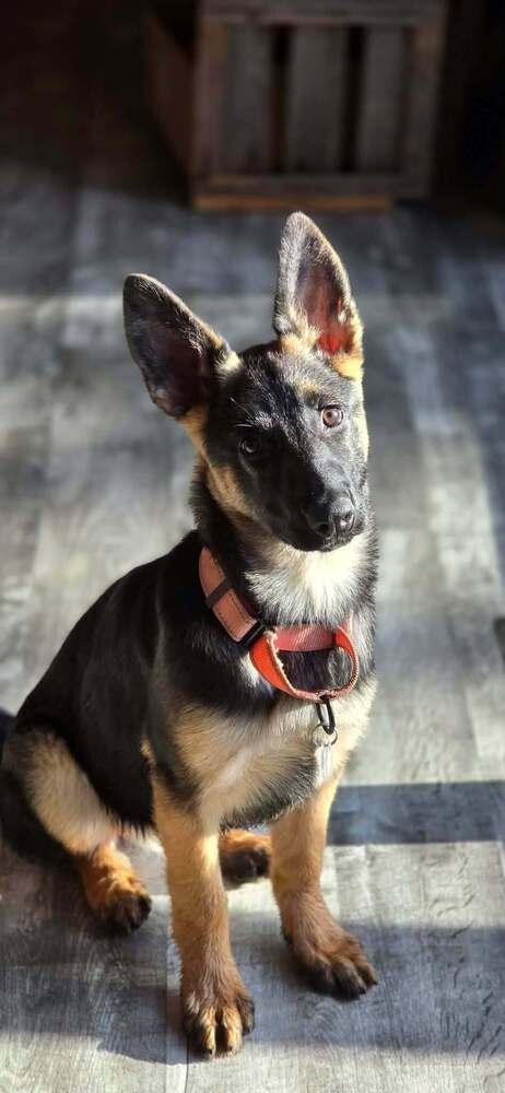 Heidi V, a Adoptable mixed breed in Fredonia, WI image 3/3