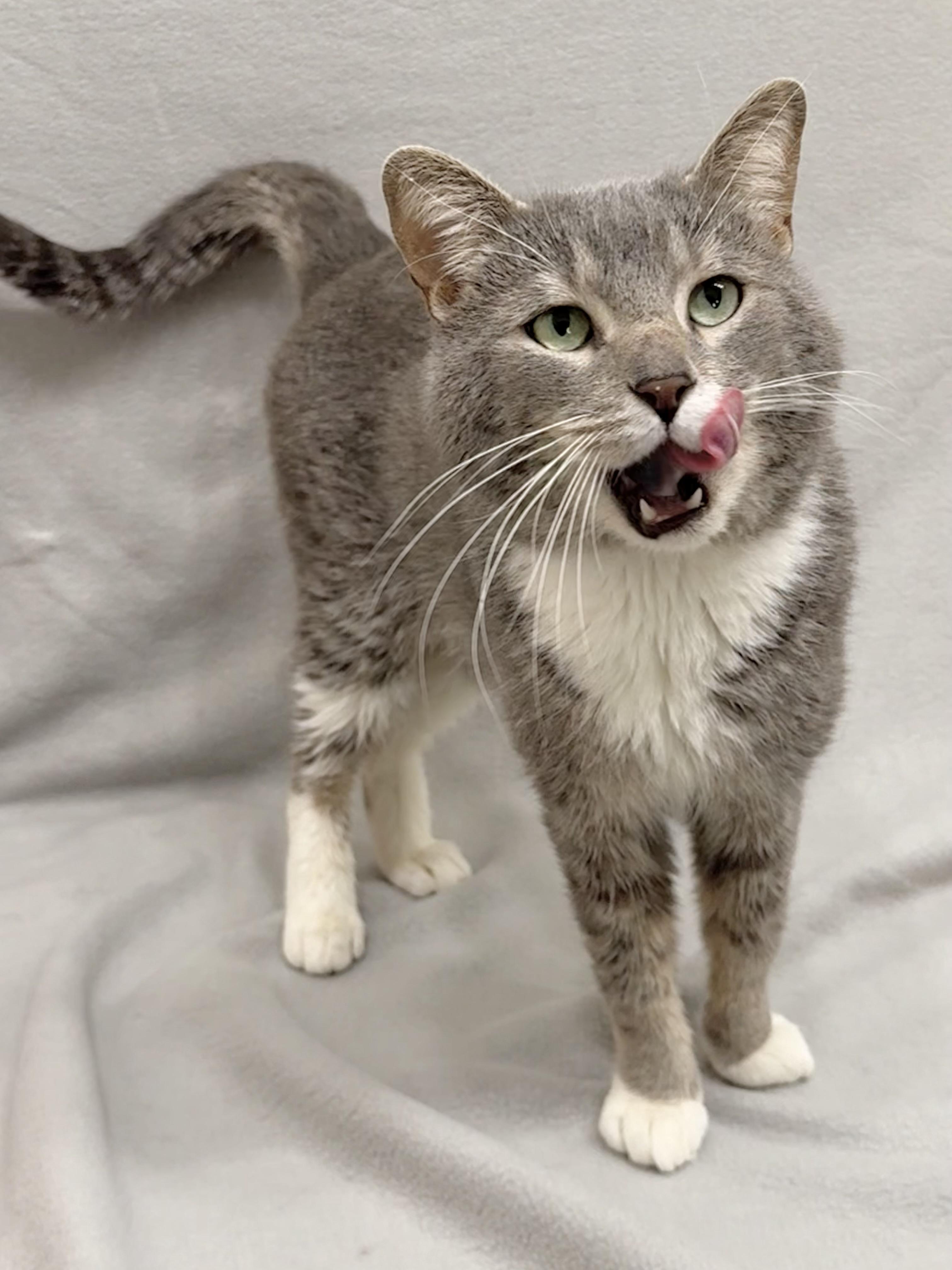 Chuck, a Adoptable Domestic Short Hair in Minneapolis, MN image 3/5