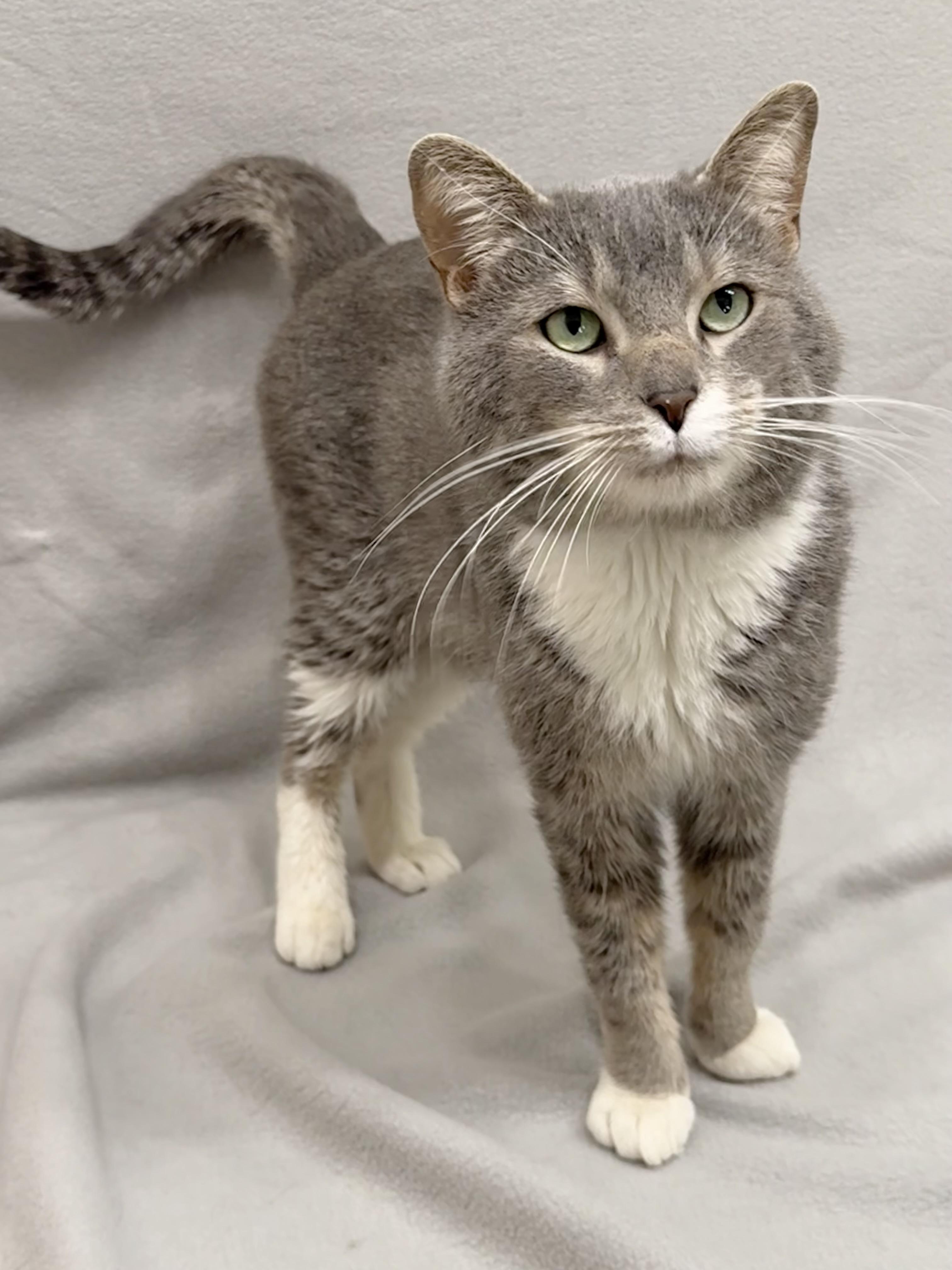 Chuck, a Adoptable Domestic Short Hair in Minneapolis, MN image 5/5