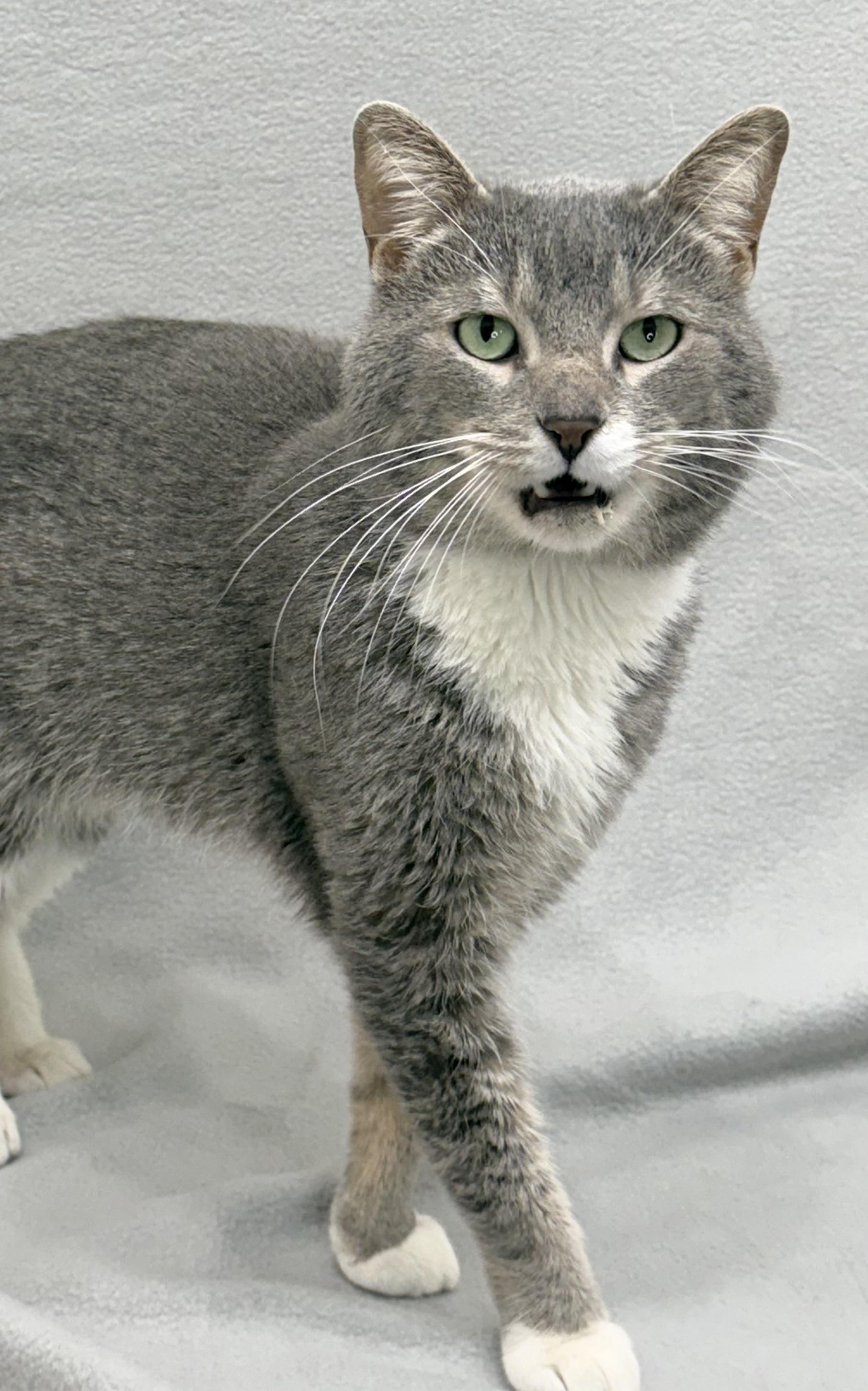 Chuck, a Adoptable Domestic Short Hair in Minneapolis, MN image 4/5