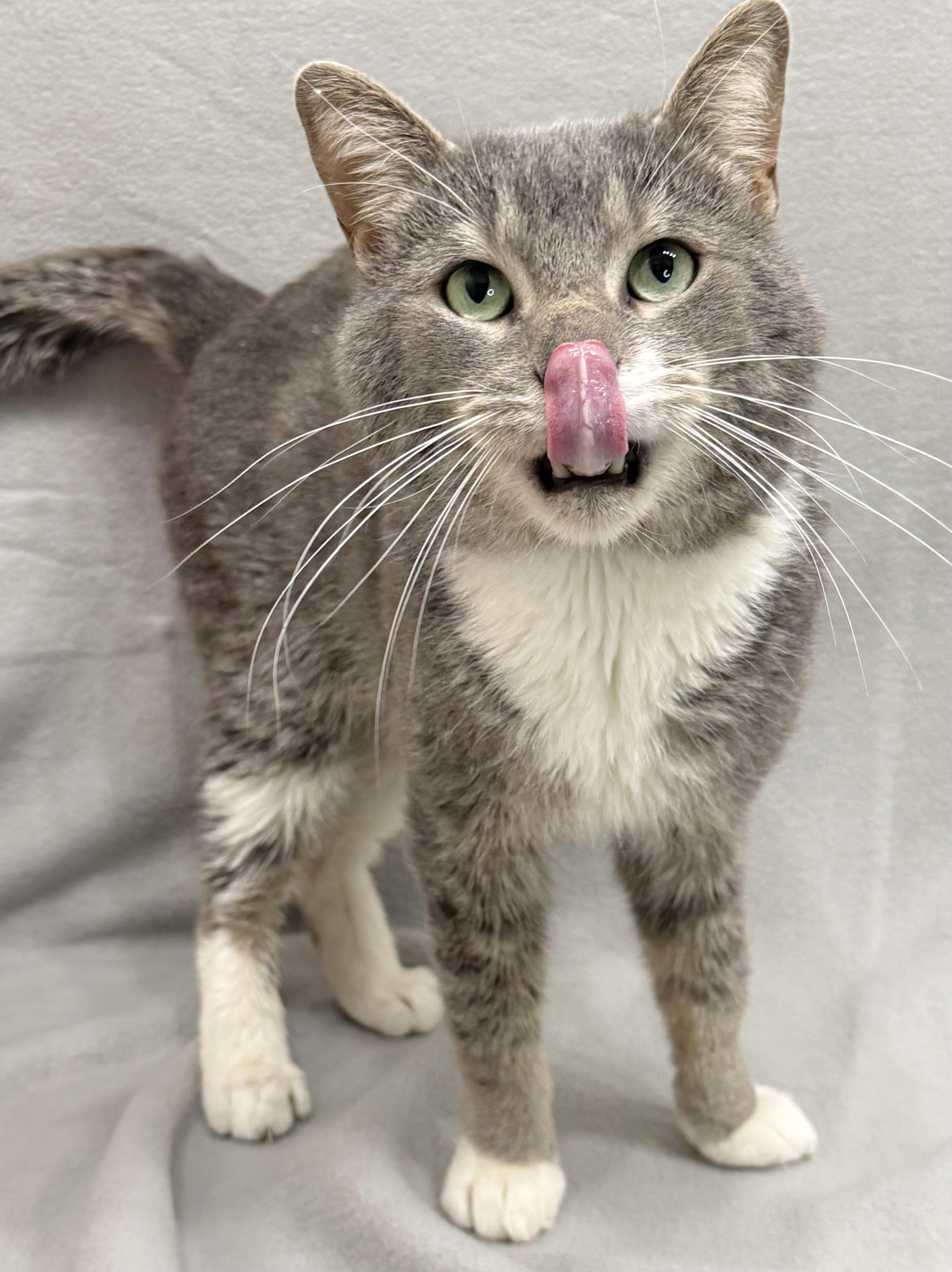 Chuck, a Adoptable Domestic Short Hair in Minneapolis, MN image 2/5
