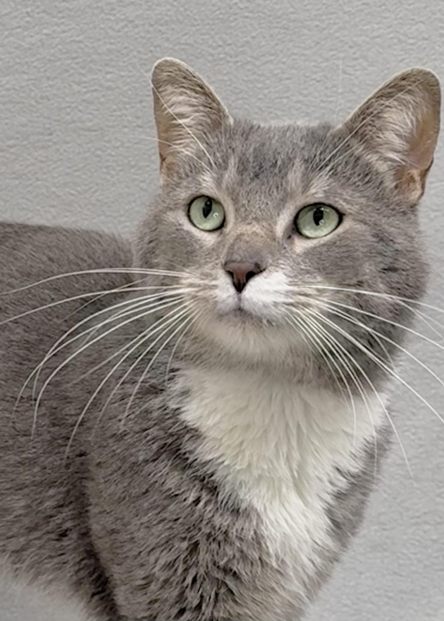 Chuck, a Adoptable Domestic Short Hair in Minneapolis, MN image 1/5