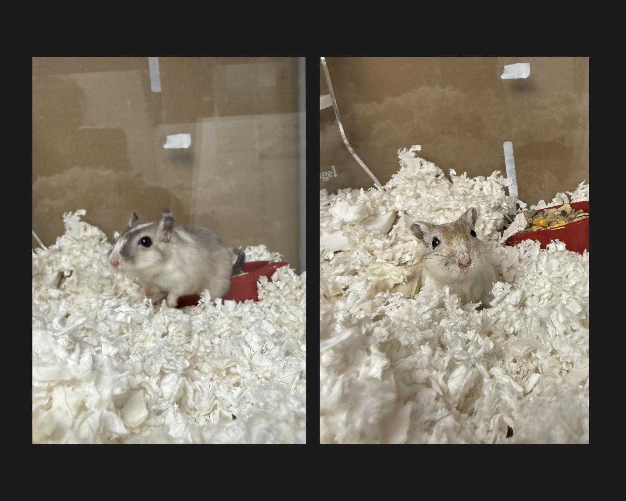 Bill & Ted, adopted, Adult Male Gerbil.