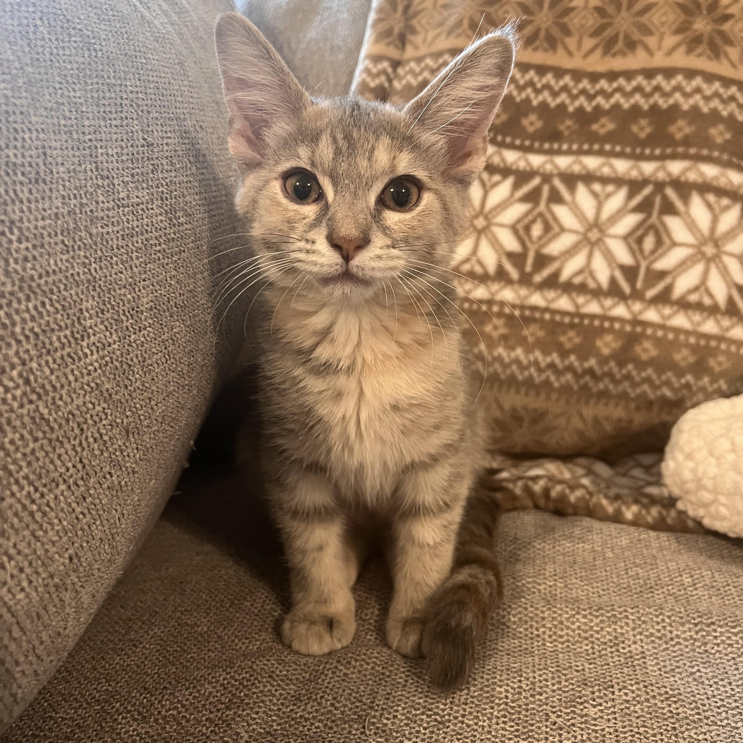 Camembert (Cami), ADOPTABLE, Kitten Female Domestic Short Hair.