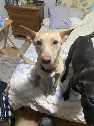 26-67 Flossy, Adoptable, Adult Female Mixed Breed & Mixed Breed.