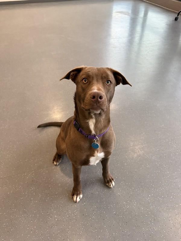 Kahlua, ADOPTABLE, Young Female Mixed Breed.