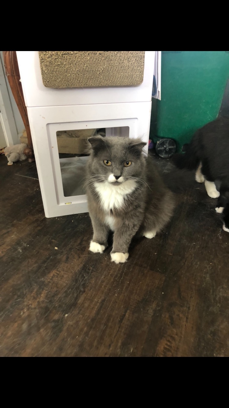 Felix, an adoptable Domestic Long Hair in Saint-Calixte, QC, J0K 1Z0 | Photo Image 1