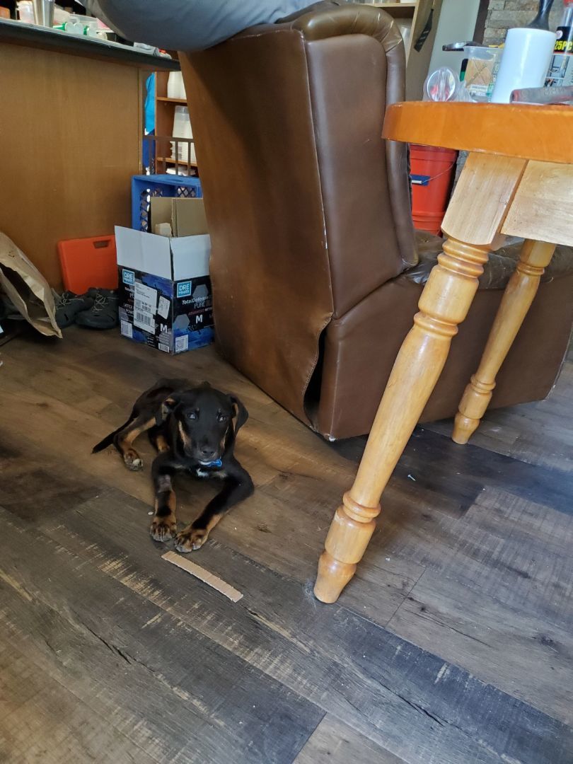 Woods, Adopted, Puppy Male Mixed Breed.