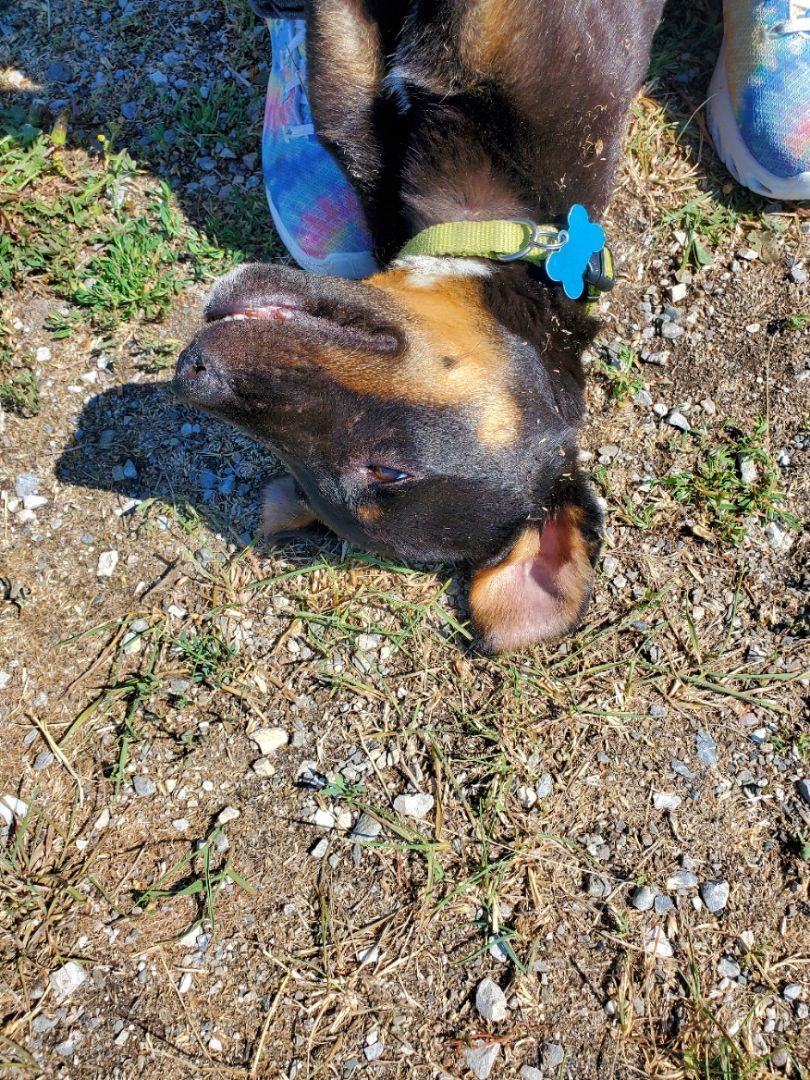 Woods, a Adopted mixed breed in Chewelah, WA image 2/14