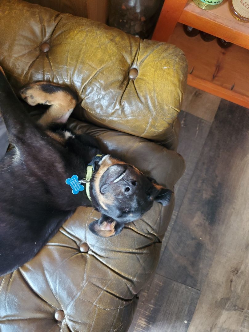 Woods, a Adopted mixed breed in Chewelah, WA image 3/14