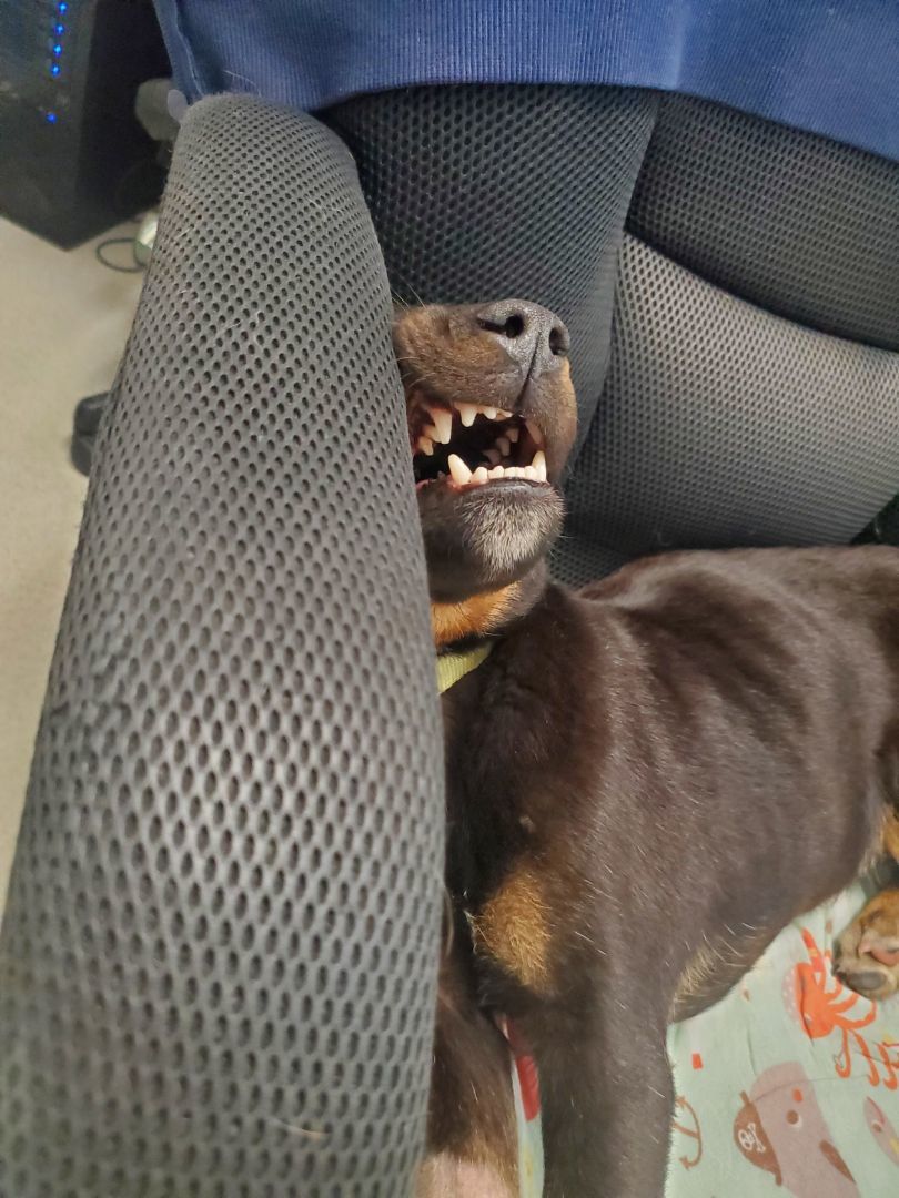 Woods, a Adopted mixed breed in Chewelah, WA image 4/14