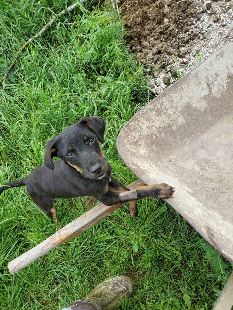 Woods, a Adopted mixed breed in Chewelah, WA image 5/14