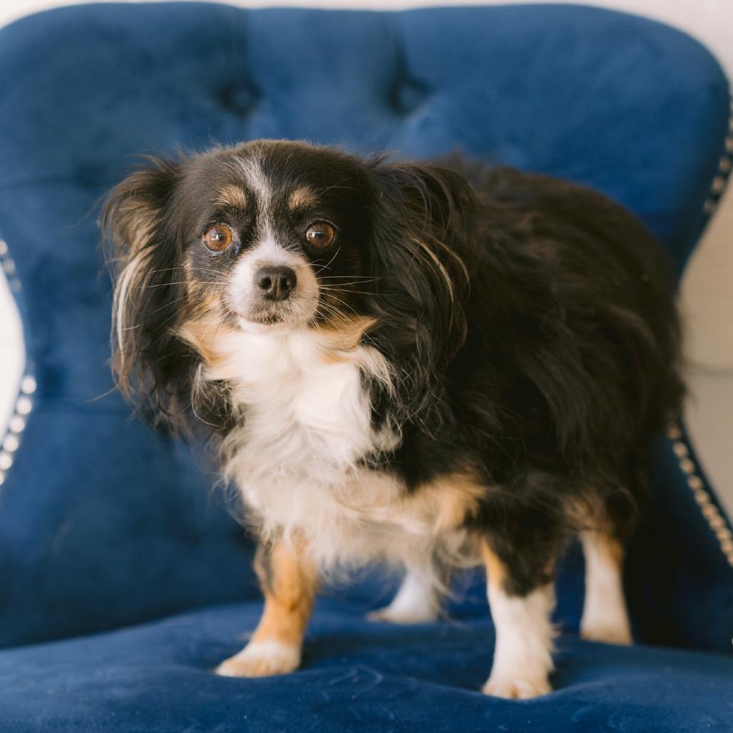 Enlarge Kaylene, a ADOPTABLE Chihuahua in Zionsville, IN image 1/1