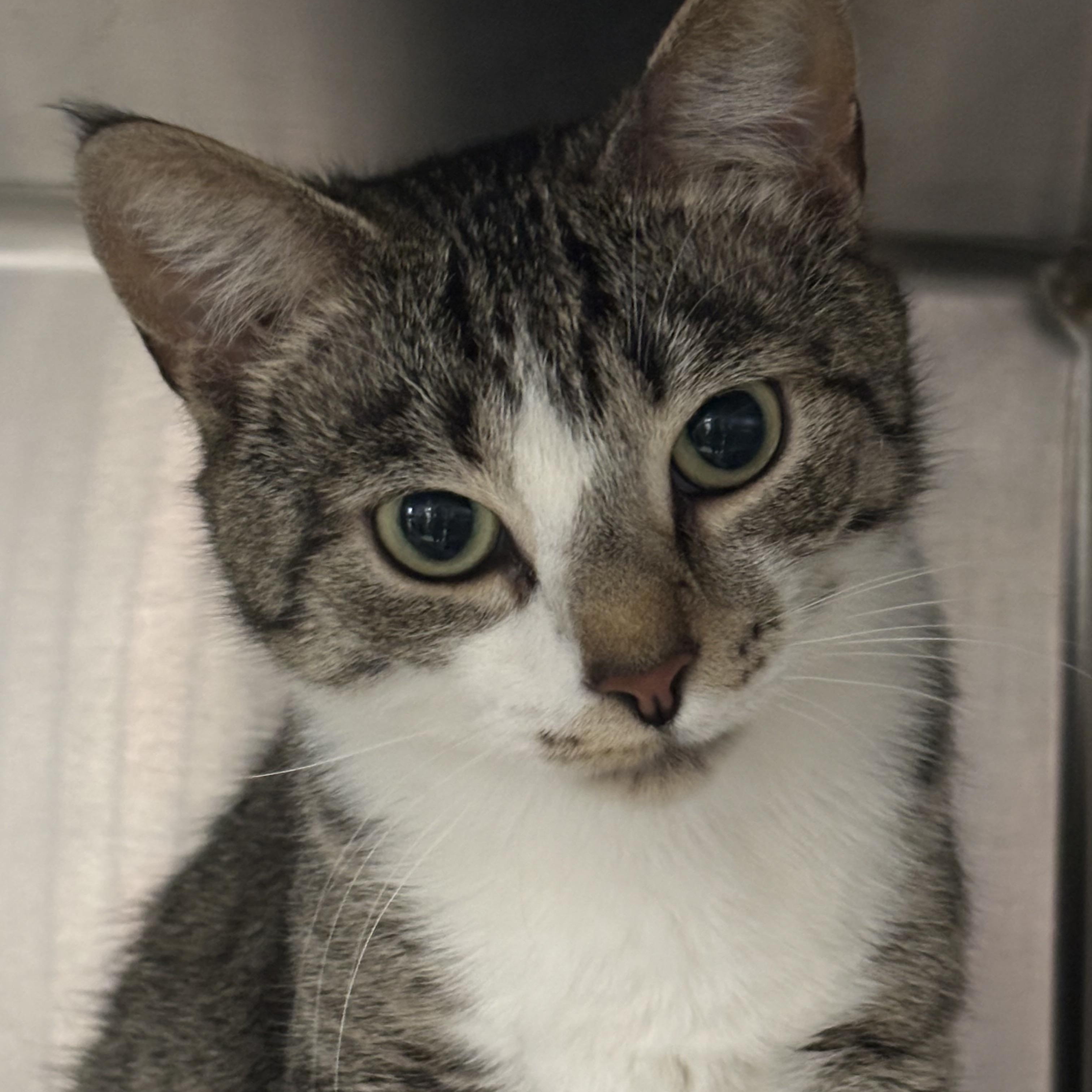 Enlarge Flower, a Adoptable Domestic Short Hair in Marblehead, MA image 1/1