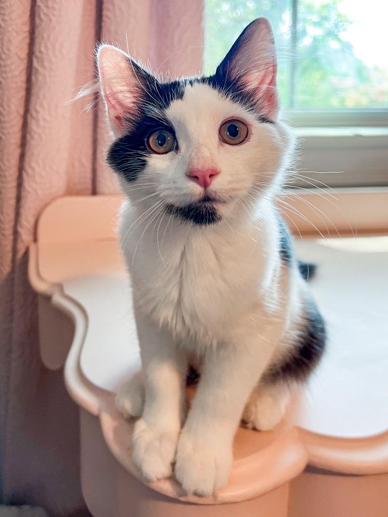 Enlarge Amren, a Adoptable mixed breed in Hampton, VA image 3/5