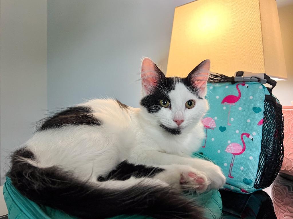 Enlarge Amren, a Adoptable mixed breed in Hampton, VA image 4/5