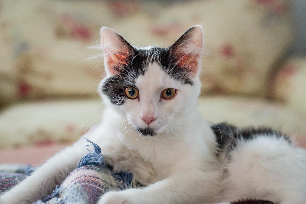 Enlarge Amren, a Adoptable mixed breed in Hampton, VA image 5/5
