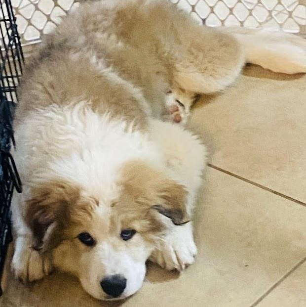 Enlarge Jack, a ADOPTABLE mixed breed in Niskayuna, NY image 5/6