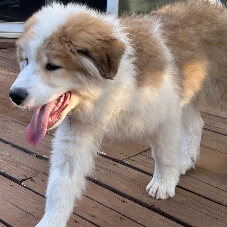 Enlarge Jack, a ADOPTABLE mixed breed in Niskayuna, NY image 4/6