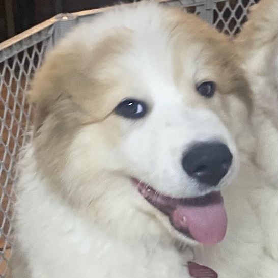 Enlarge Jack, a ADOPTABLE mixed breed in Niskayuna, NY image 6/6