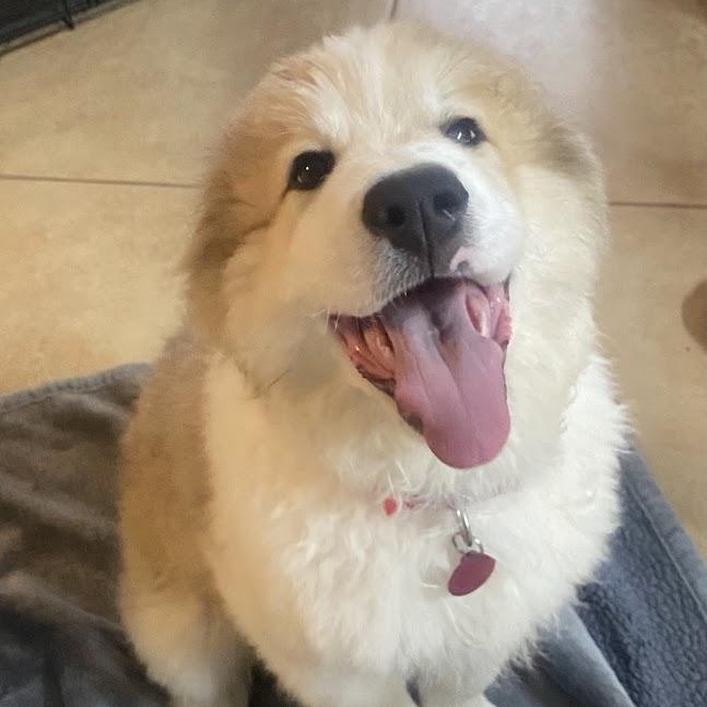 Jack, ADOPTABLE, Puppy Male Great Pyrenees & Australian Shepherd.