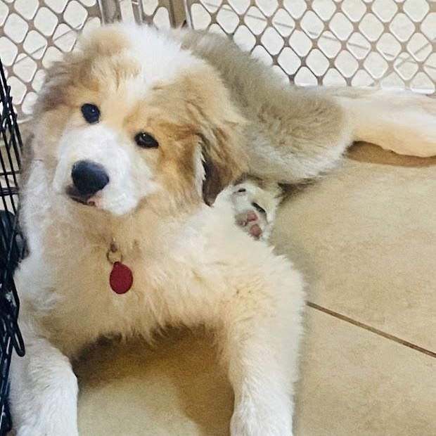 Enlarge Jack, a ADOPTABLE mixed breed in Niskayuna, NY image 3/6