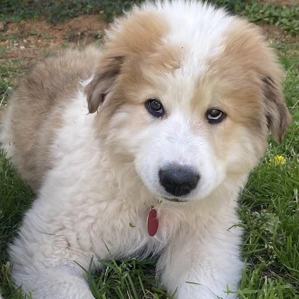 Enlarge Jack, a ADOPTABLE mixed breed in Niskayuna, NY image 2/6