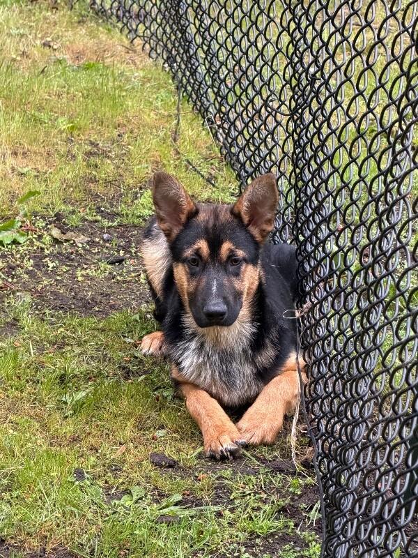 Enlarge Harlow, a Adoptable mixed breed in renton, WA image 2/2