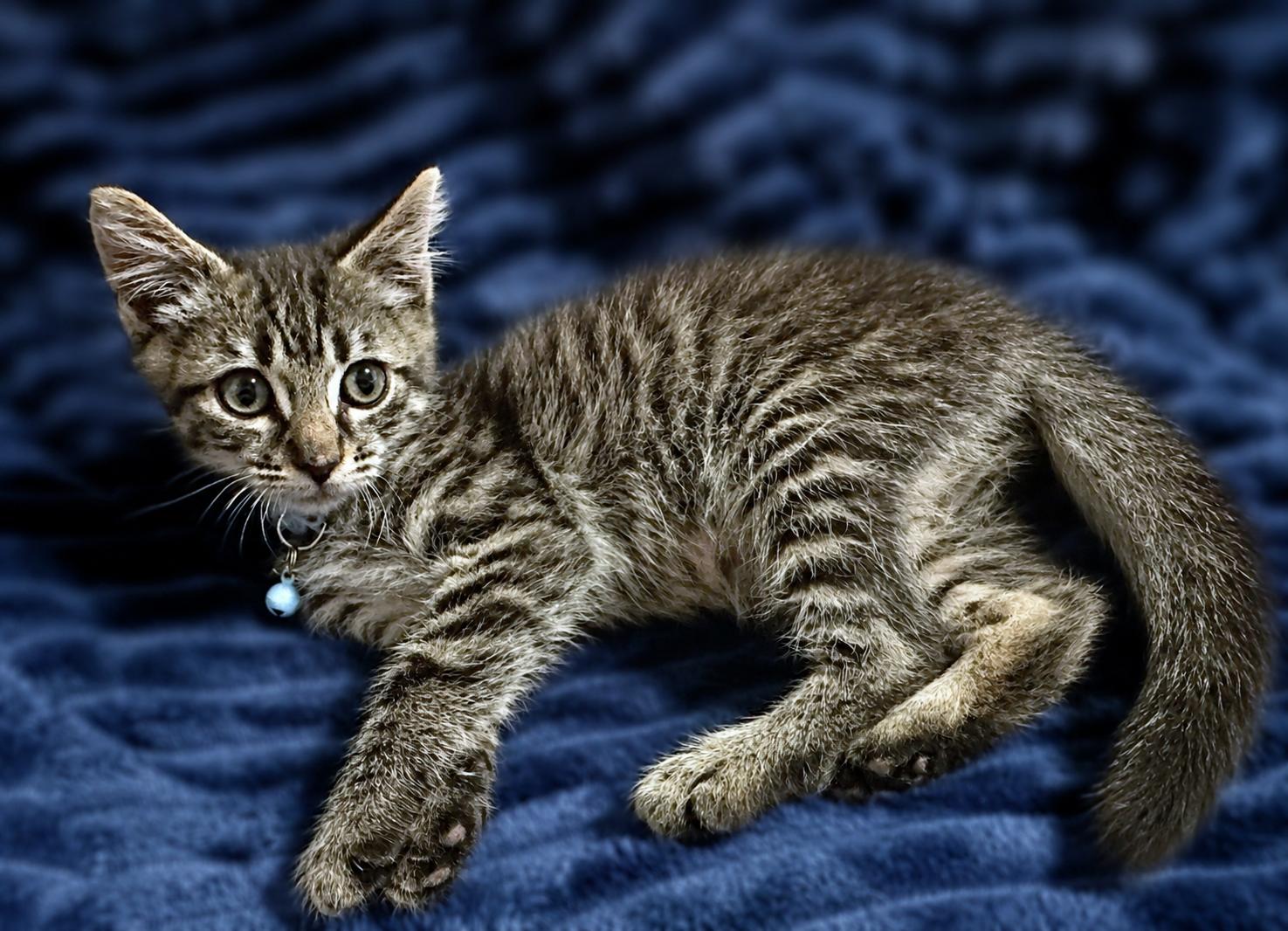 James B, an adopted Tabby in Fresno, CA image 2/2