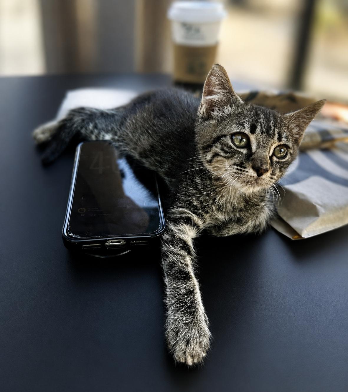 James B, adopted, Kitten Male Tabby.