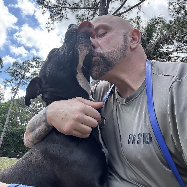 Rocky, Adoptable, Adult Male Pit Bull Terrier.