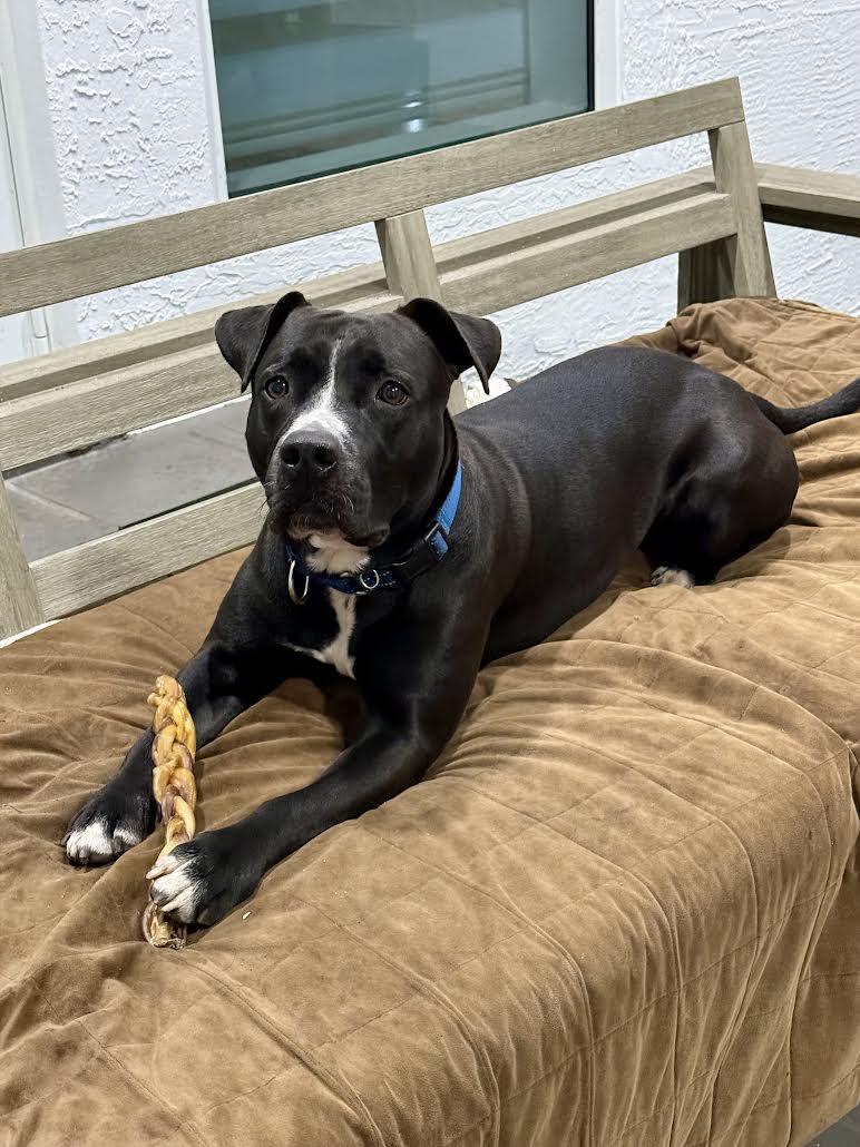 Rocky, a Adoptable mixed breed in Salem, NH image 3/6