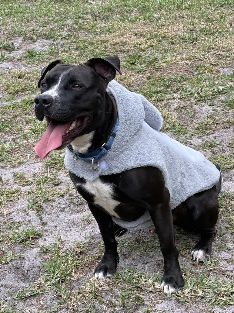 Rocky, a Adoptable mixed breed in Salem, NH image 4/6