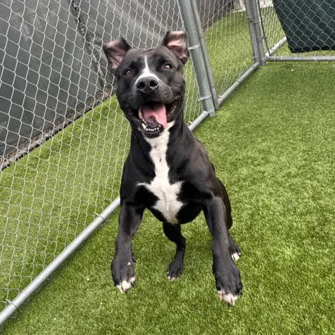 Rocky, a Adoptable mixed breed in Salem, NH image 5/6