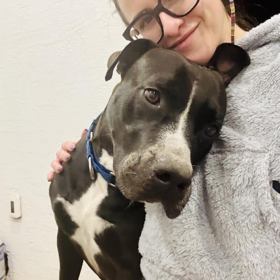 Rocky, a Adoptable mixed breed in Salem, NH image 6/6