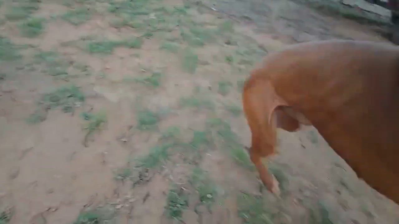 Enlarge GATSBY - Foster Needed, a Adoptable Boxer in Middlesex, NJ video 4/4
