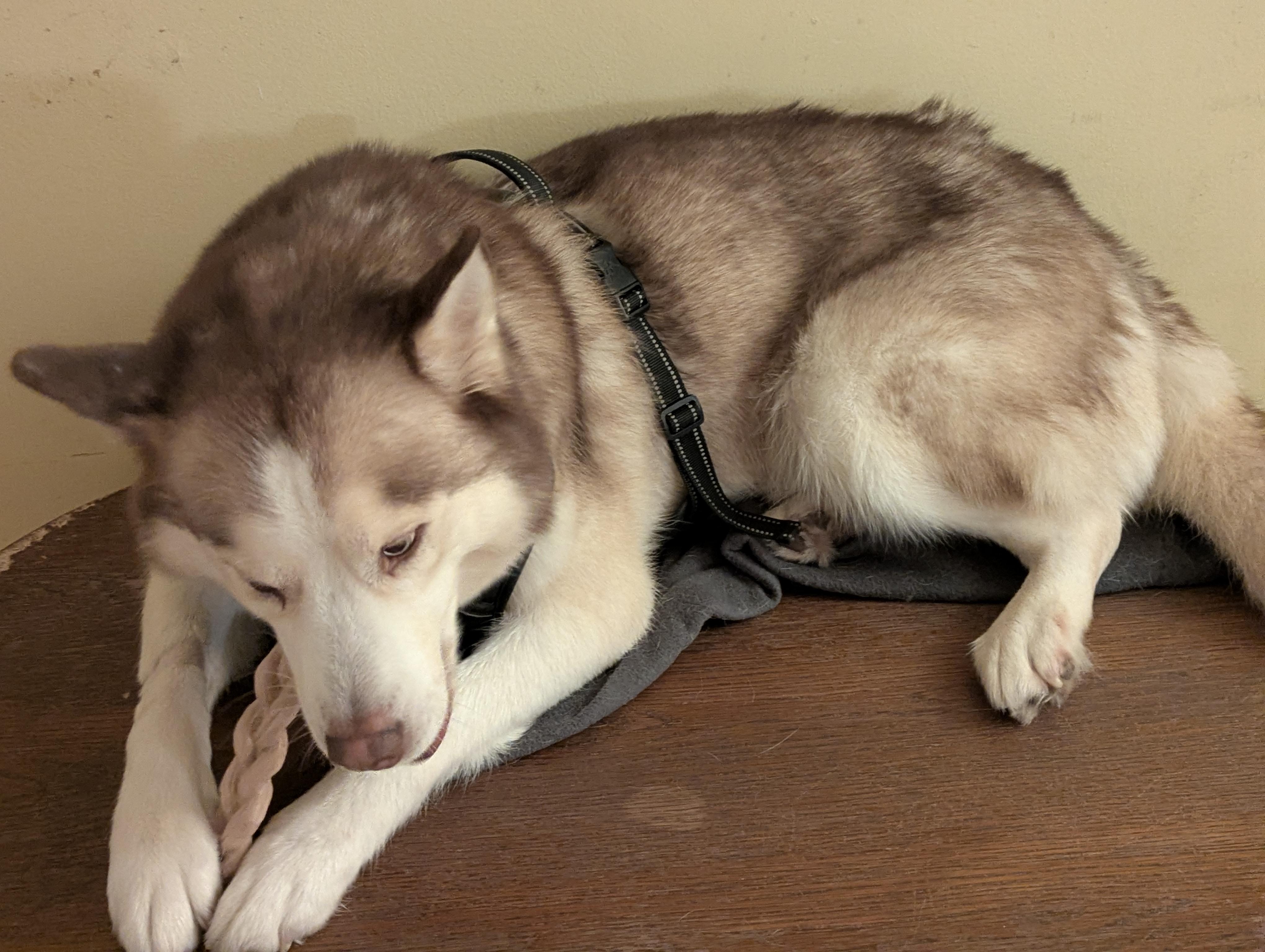 Enlarge Zack - (NJ) Zen Master, a Adoptable Husky in Clifton , NJ image 5/6