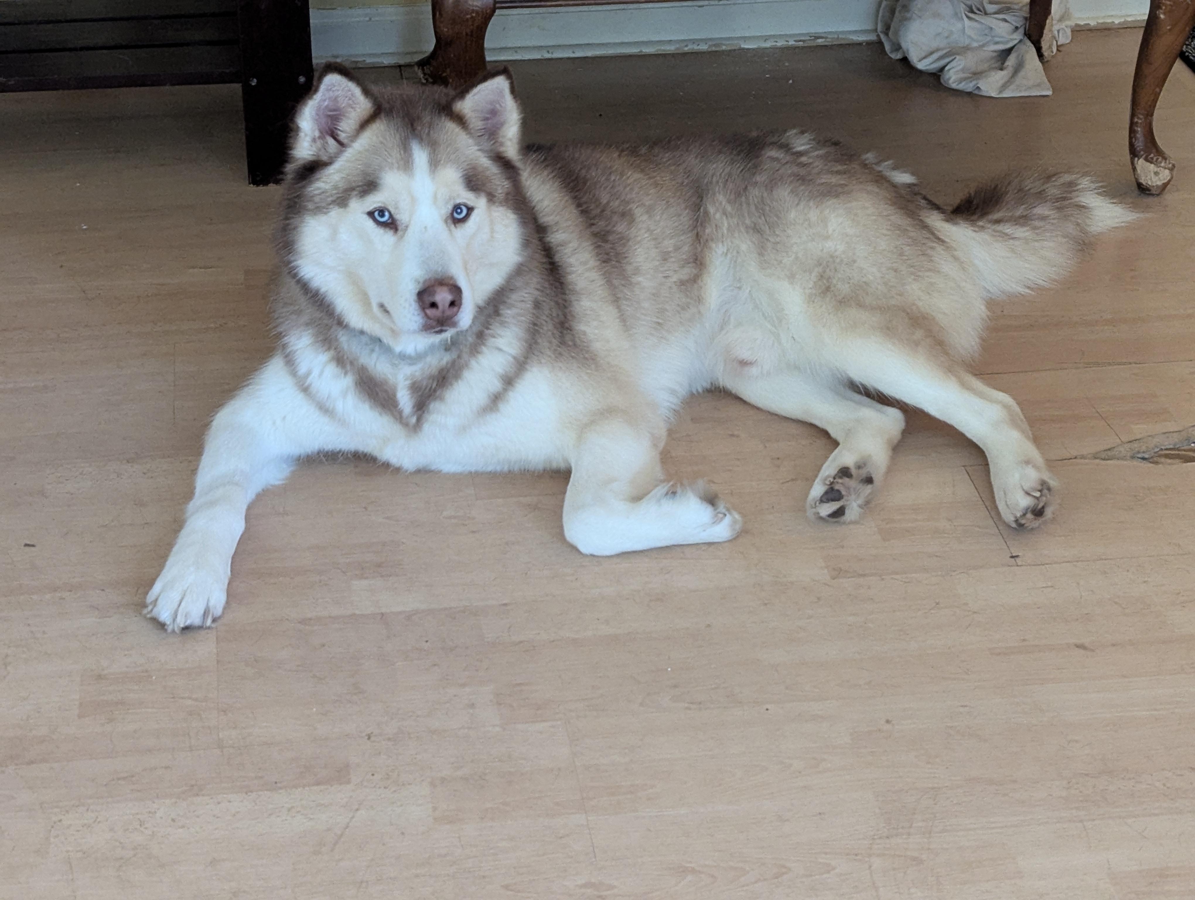 Enlarge Zack - (NJ) Zen Master, a Adoptable Husky in Clifton , NJ image 4/6