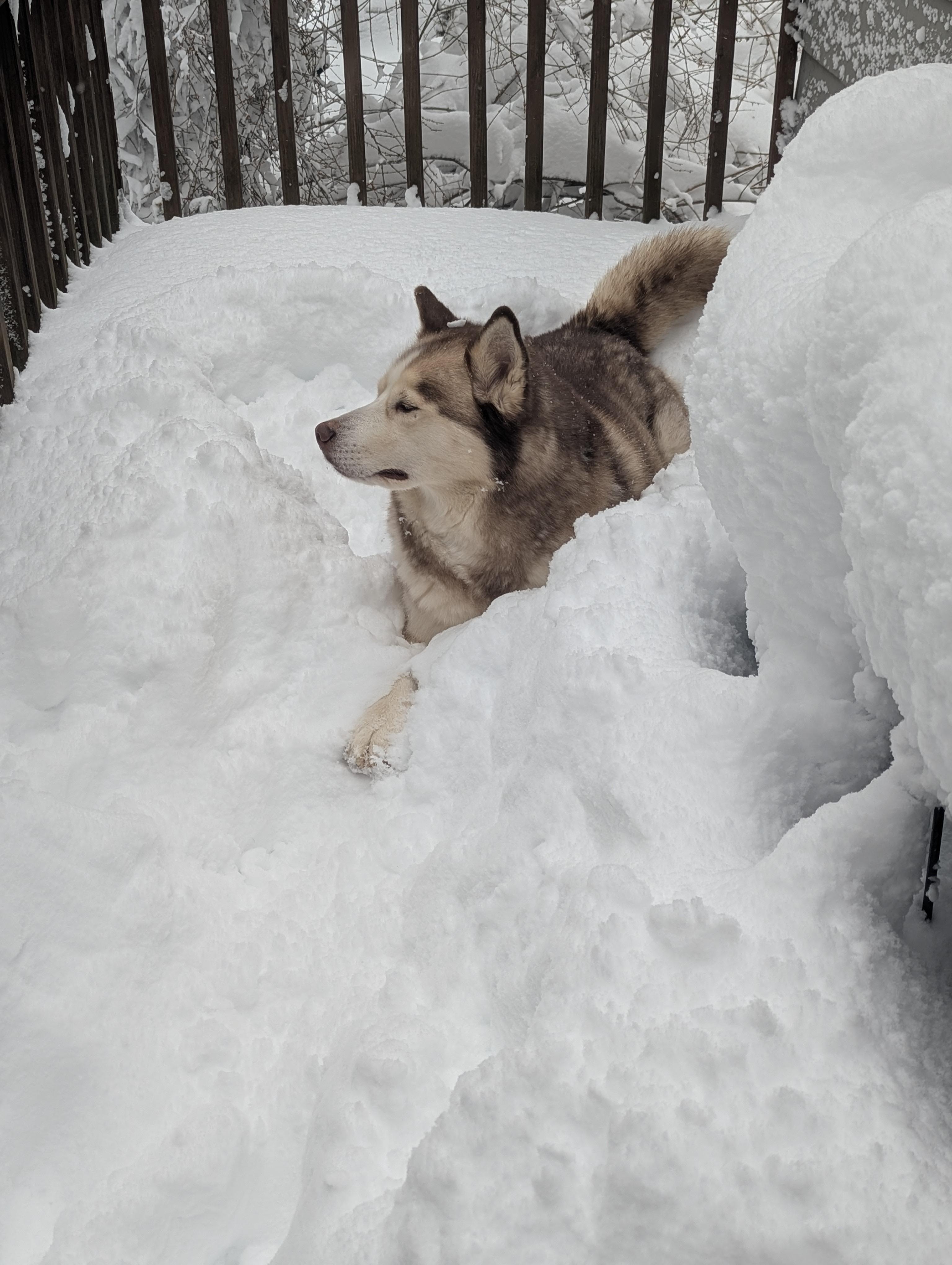 Enlarge Zack - (NJ) Zen Master, a Adoptable Husky in Clifton , NJ image 2/6