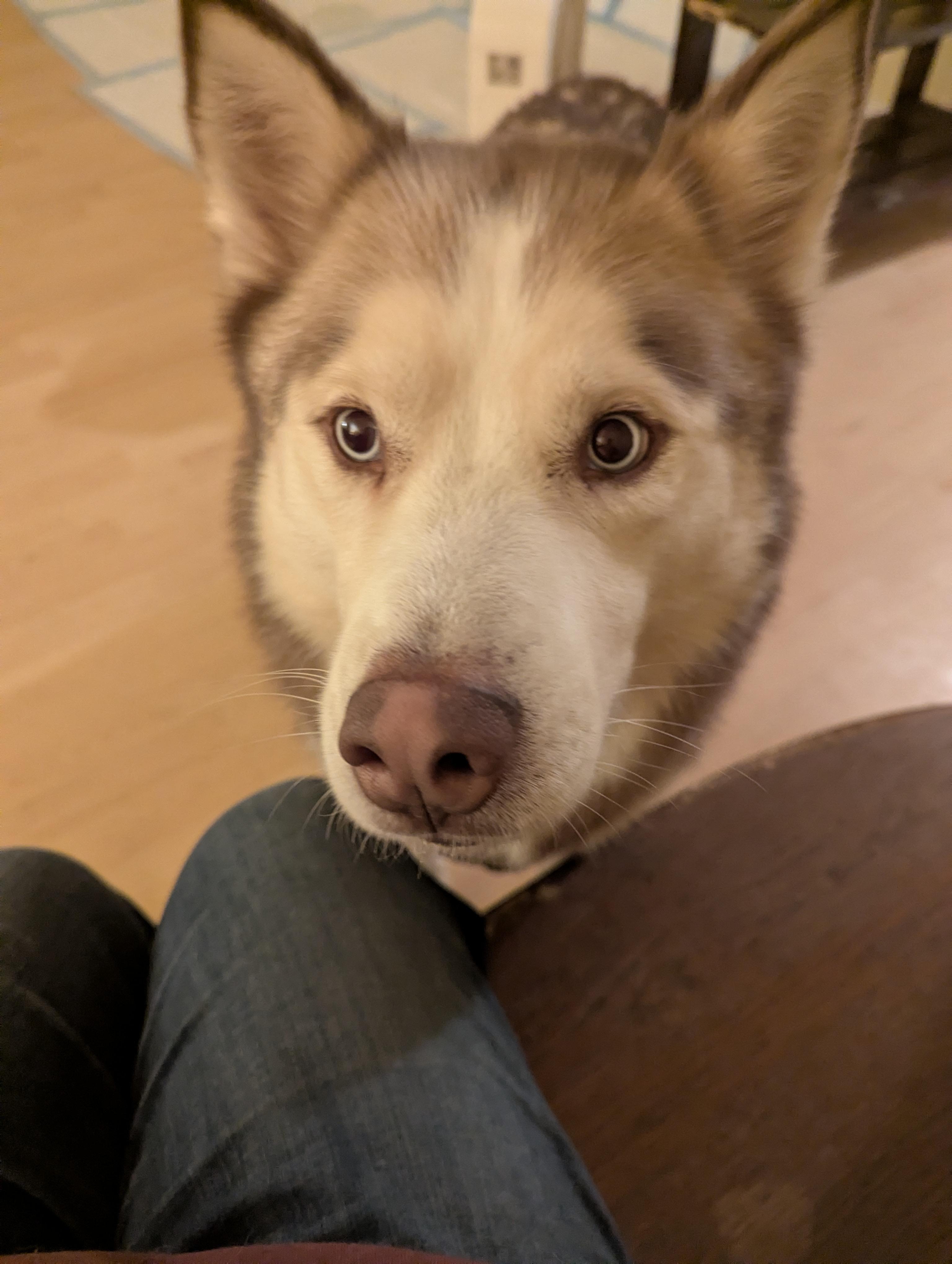 Enlarge Zack - (NJ) Zen Master, a Adoptable Husky in Clifton , NJ image 3/6