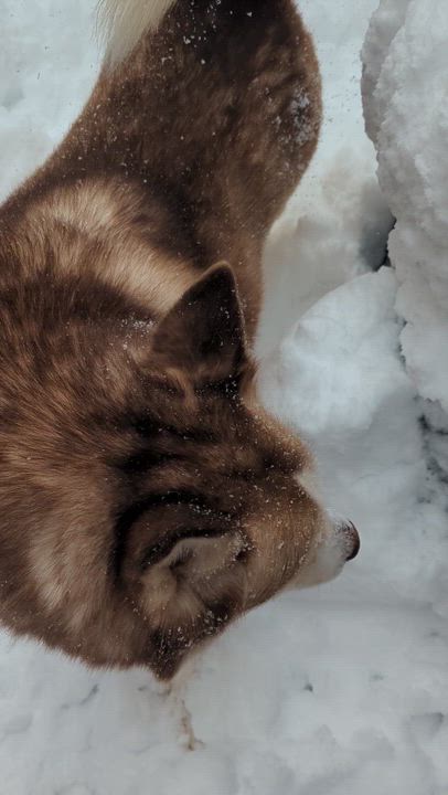 Enlarge Zack - (NJ) Zen Master, a Adoptable Husky in Clifton , NJ video 6/6