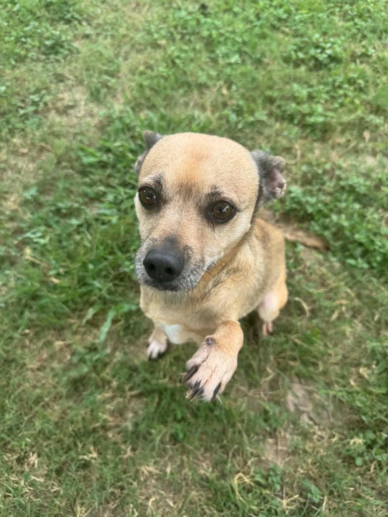 Daisy Lue, Adoptable, Senior Female Terrier.