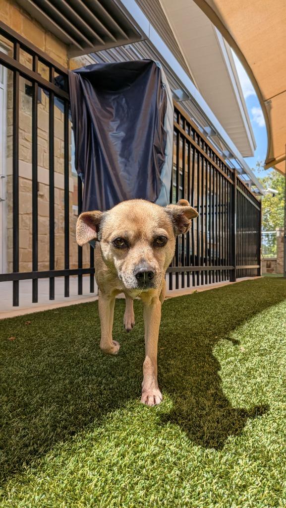 Enlarge Daisy Lue, a Adoptable mixed breed in Seguin, TX image 2/6