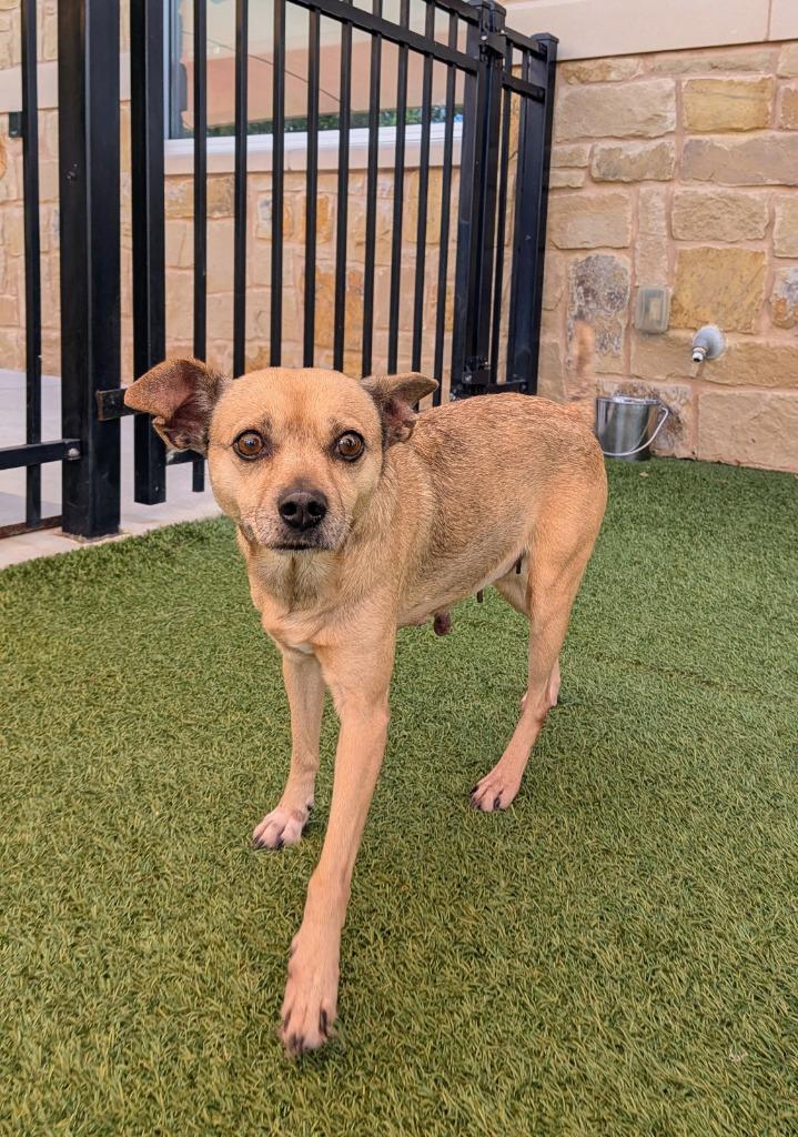 Enlarge Daisy Lue, a Adoptable mixed breed in Seguin, TX image 3/6