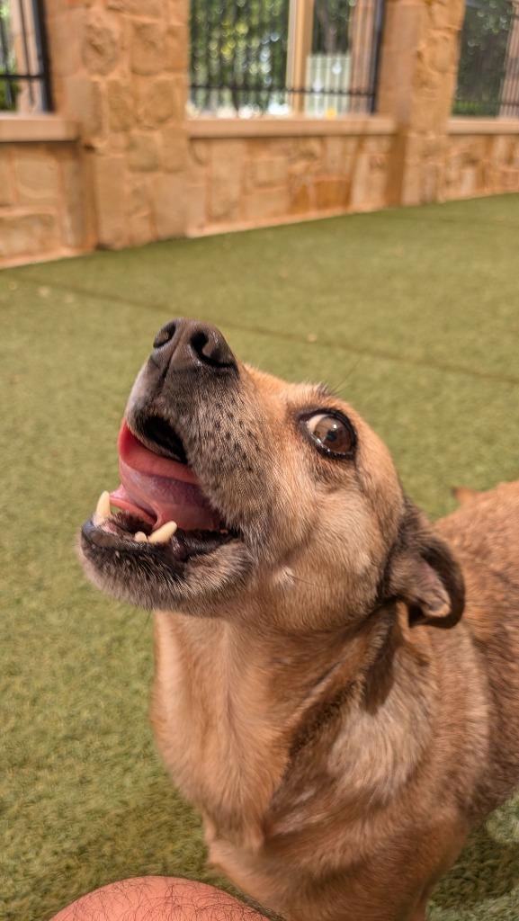 Enlarge Daisy Lue, a Adoptable mixed breed in Seguin, TX image 4/6