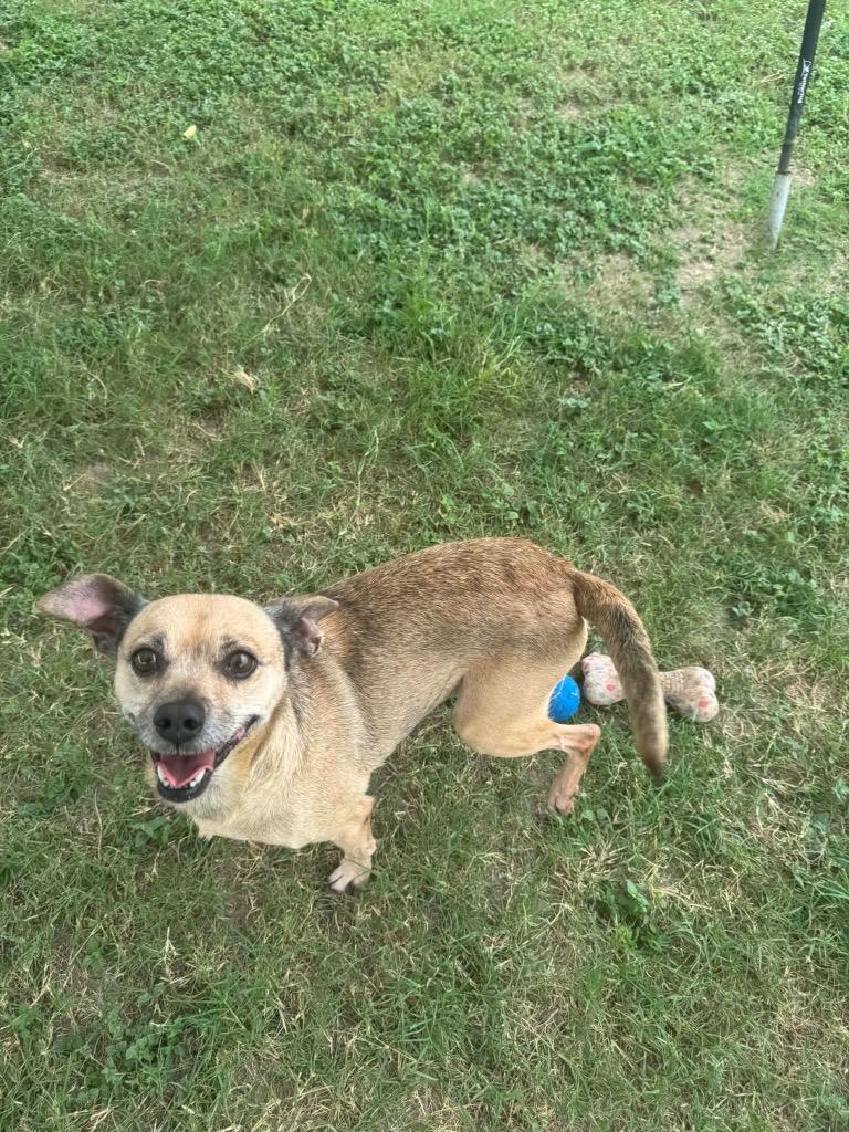 Daisy Lue, a Adoptable mixed breed in Seguin, TX image 2/3