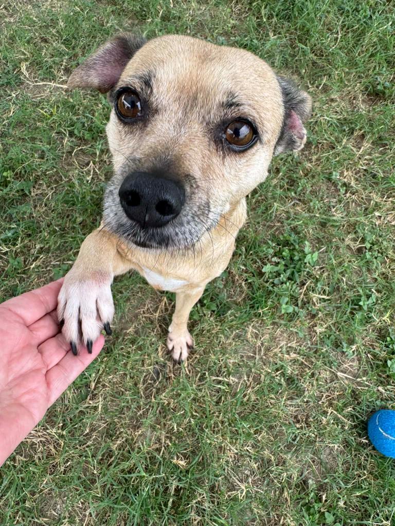 Daisy Lue, a Adoptable mixed breed in Seguin, TX image 3/3