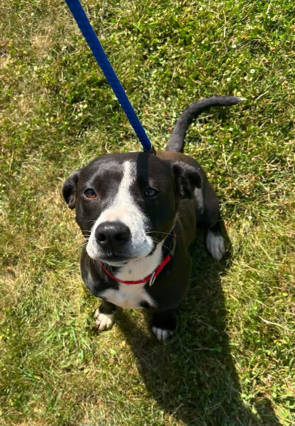 Enlarge Effie, a ADOPTABLE mixed breed in Fincastle, VA image 2/2