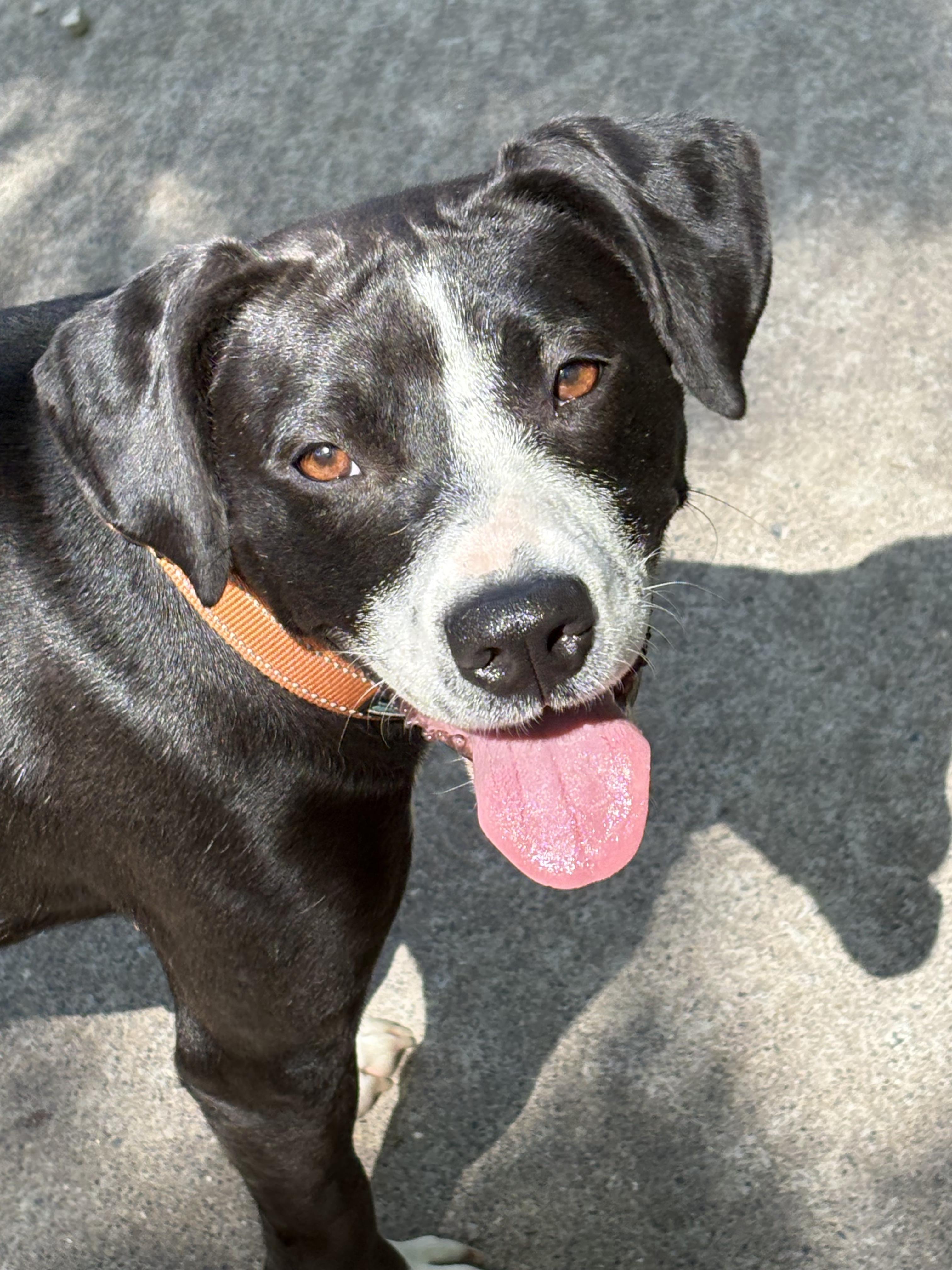 Enlarge Effie, a ADOPTABLE mixed breed in Fincastle, VA image 1/2