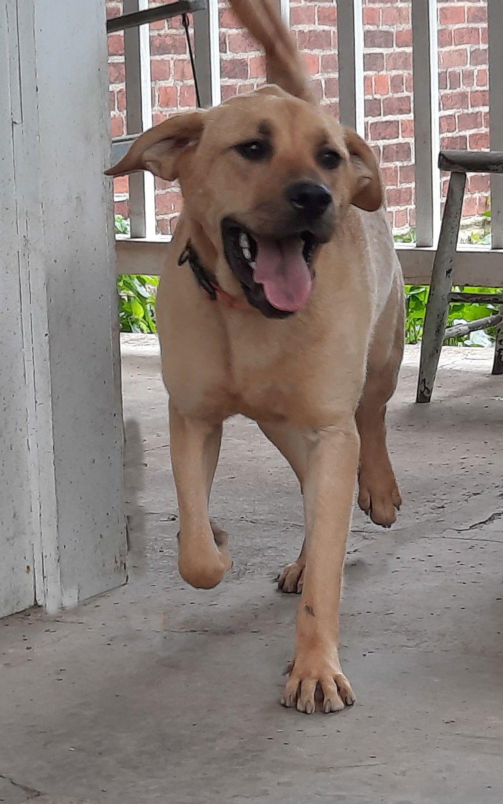 Valerie, Adoptable, Young Female Yellow Labrador Retriever & Pit Bull Terrier.